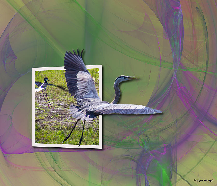 Heron Photograph - Great Blue Heron Takes Flight by Roger Wedegis