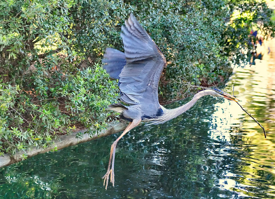 Great Blue Heron Takes Flight with Stick for Nest Photograph by Wayne Nielsen