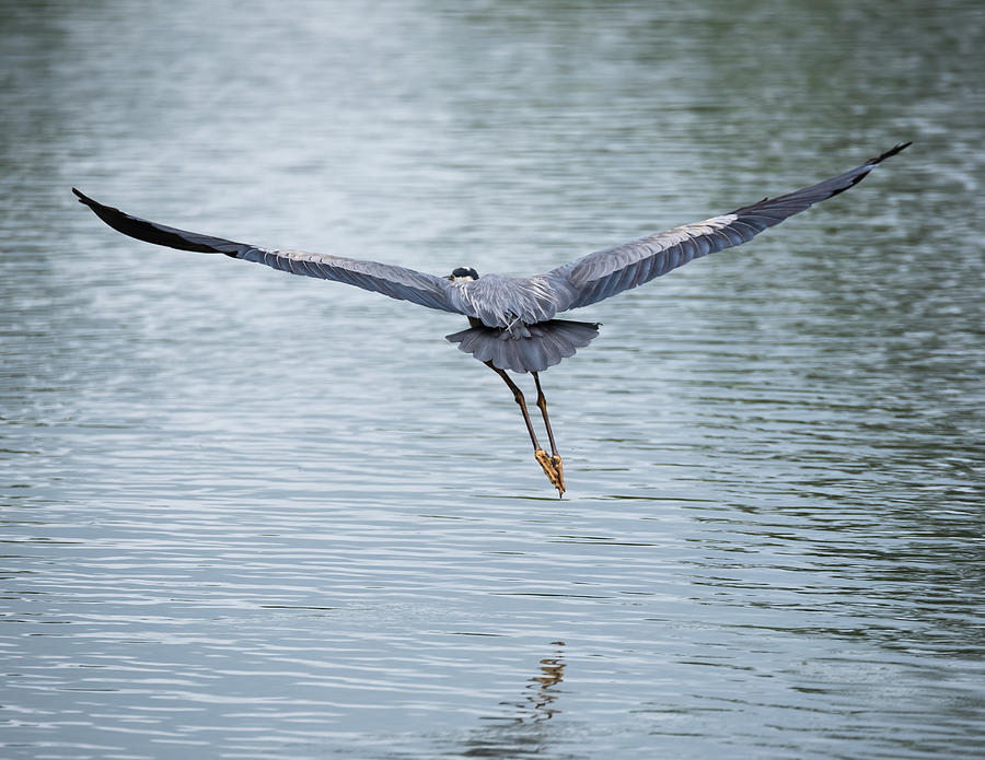 Great Blue Heron Takes Off Photograph by Holden The Moment - Fine Art ...