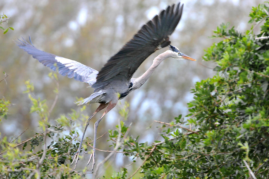 Great Blue Heron Taking Off  Photograph by Alan Lenk