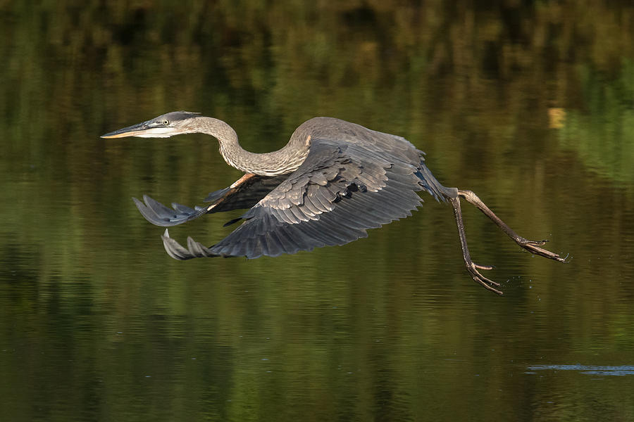Great Blue Heron taking off Photograph by Kevin Giannini