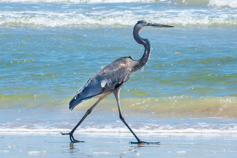 Great Blue Heron on the Shore Photo Photograph by Terry Walsh