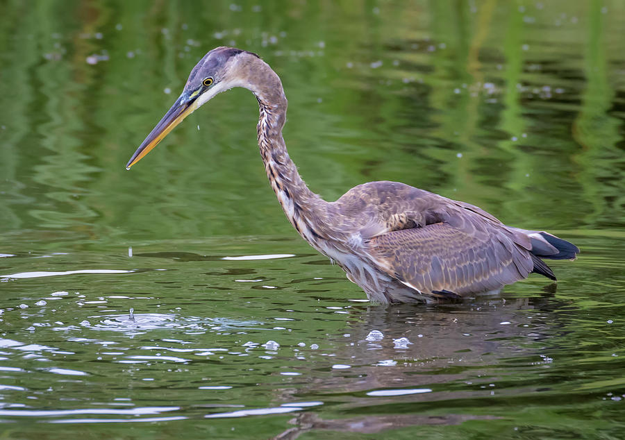 Great Blue Heron - The One That Got Away by Ricky L Jones Great Blue Heron - The One That Got Away by Ricky L Jones