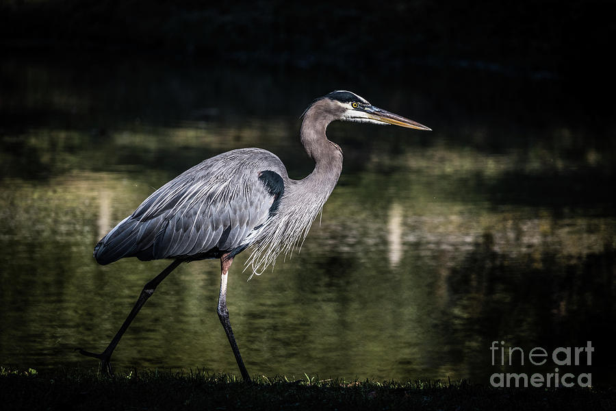 Nature Photograph - Great Blue Heron by Thomas Marchessault