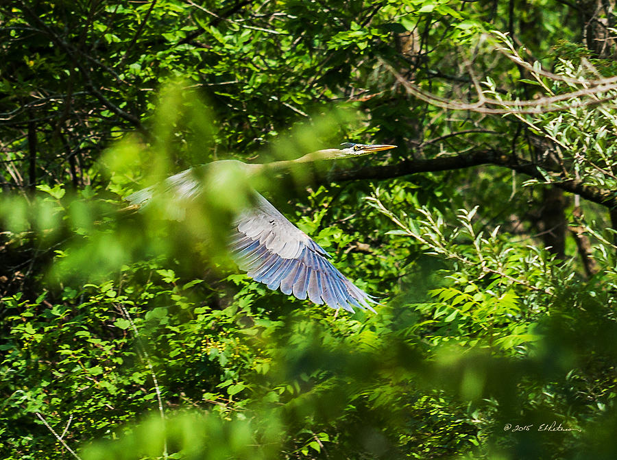 Great Blue Heron Through The Trees Photograph by Ed Peterson