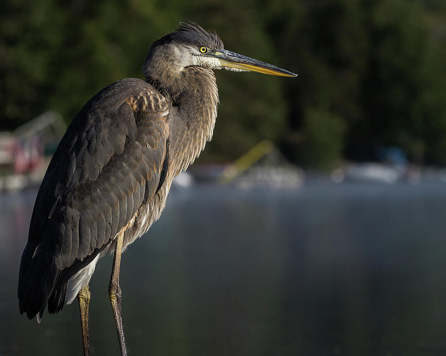 Great Blue Heron Photograph by Tim Kirchoff