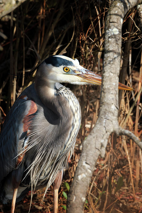 Great Blue Heron Photograph by Travis Rogers
