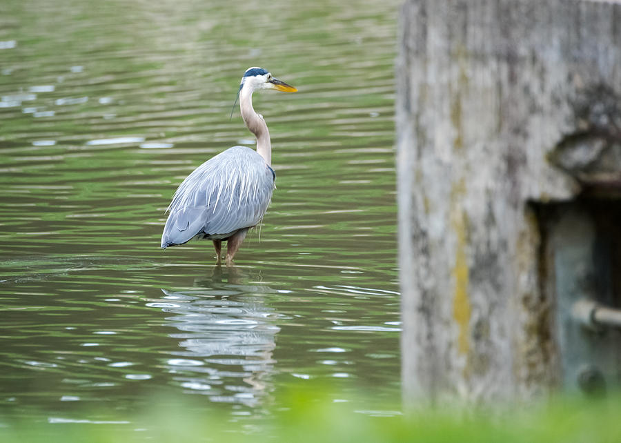 Great Blue Heron Trying To Hide Photograph