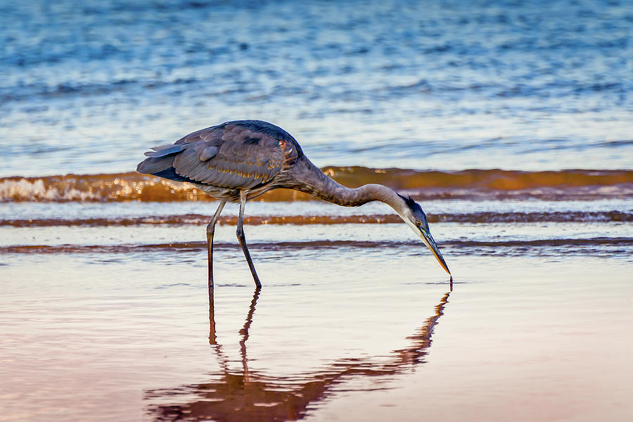 Great Blue Heron Twilight Photograph by Patrick Wolf