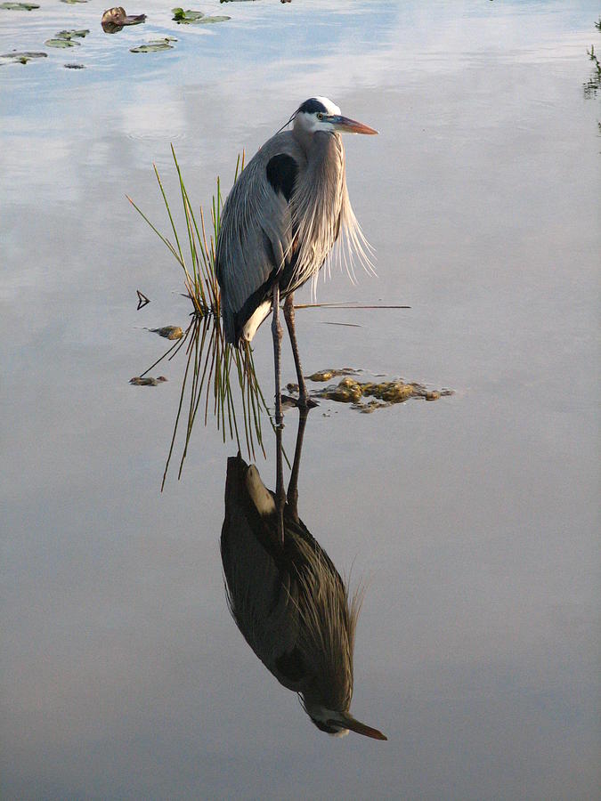 Great Blue Heron Photograph by Vic Delnore