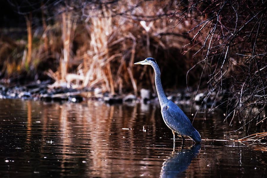 Great Blue Heron Photograph by Vishwanath Bhat