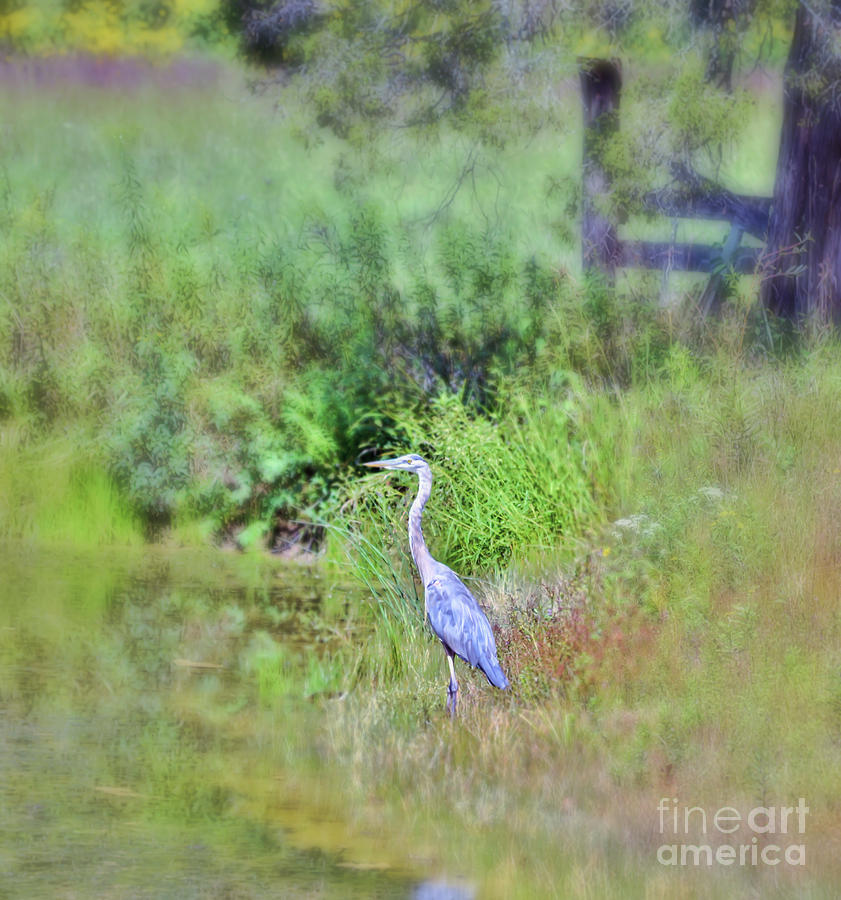 Great Blue Heron Visitor Photograph by Kerri Farley