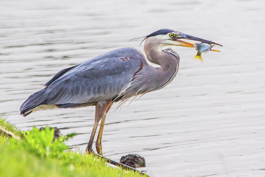Great Blue Heron w/fish by Kenneth F Konjevich Great Blue Heron w/fish by Kenneth F Konjevich