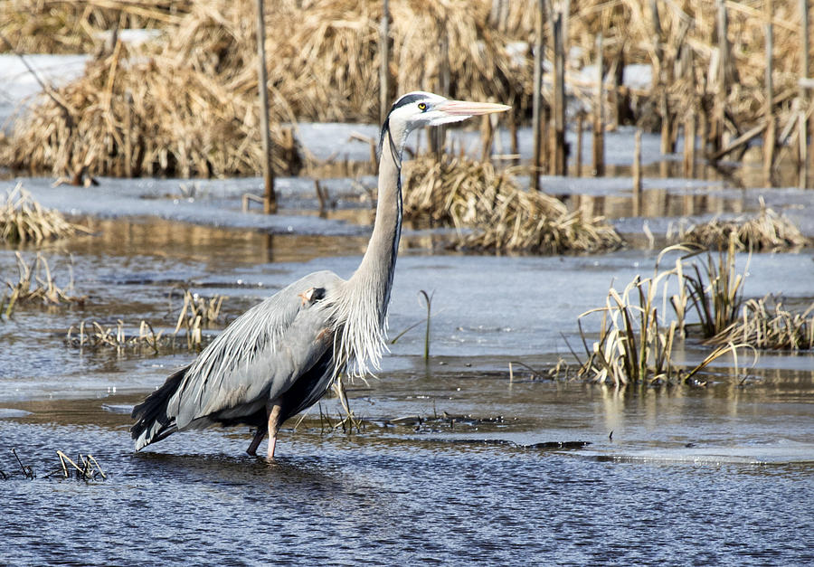 Great Blue Heron Wading  Photograph by Betty  Pauwels 