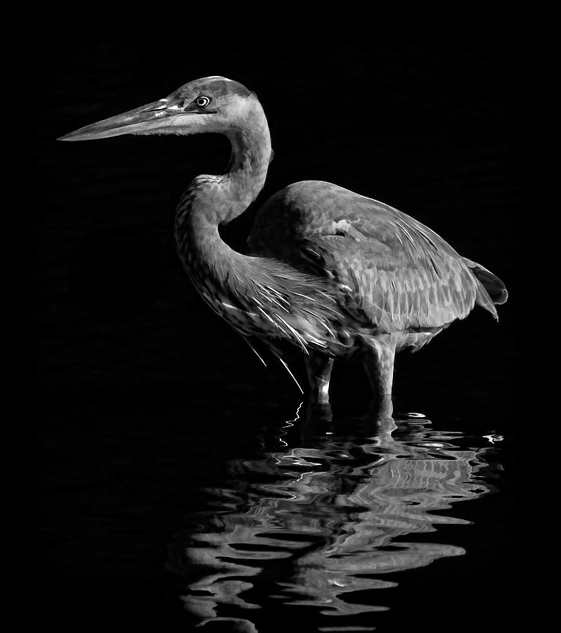 Great Blue Heron Wading BW Photograph by HH Photography of Florida