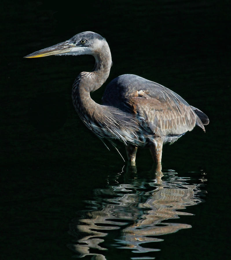 Great Blue Heron Wading Photograph by HH Photography of Florida