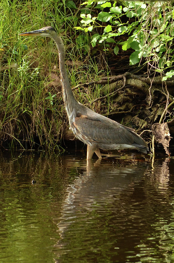 Great Blue Heron Wading in a Pond Photograph by Artful Imagery