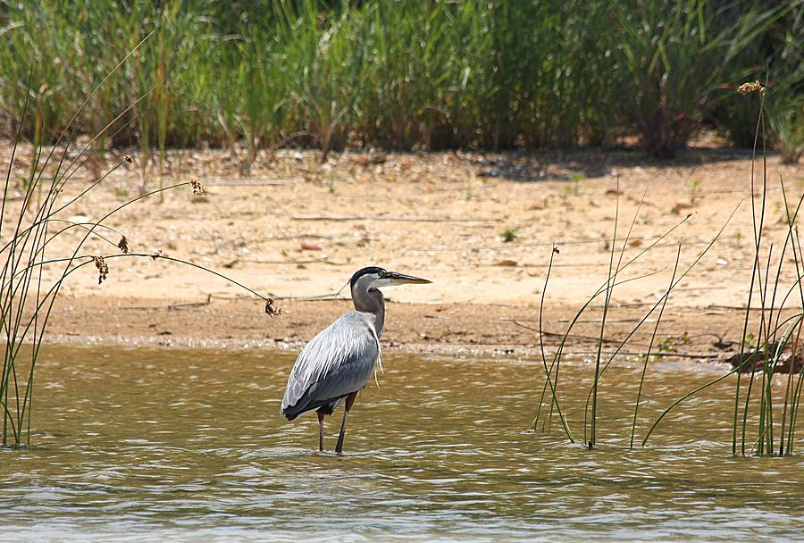 Great Blue Heron Wading Photograph by Sheila Brown