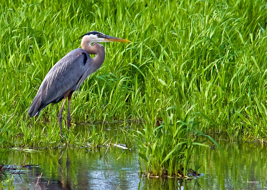 Great Blue Heron Waiting Photograph by Ed Peterson