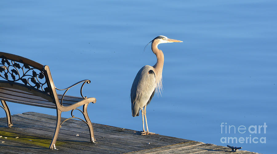 Great Blue Heron Waiting For Friends Photograph