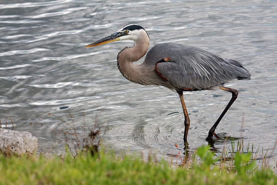 Great Blue Heron Walking Photograph by Sally Weigand