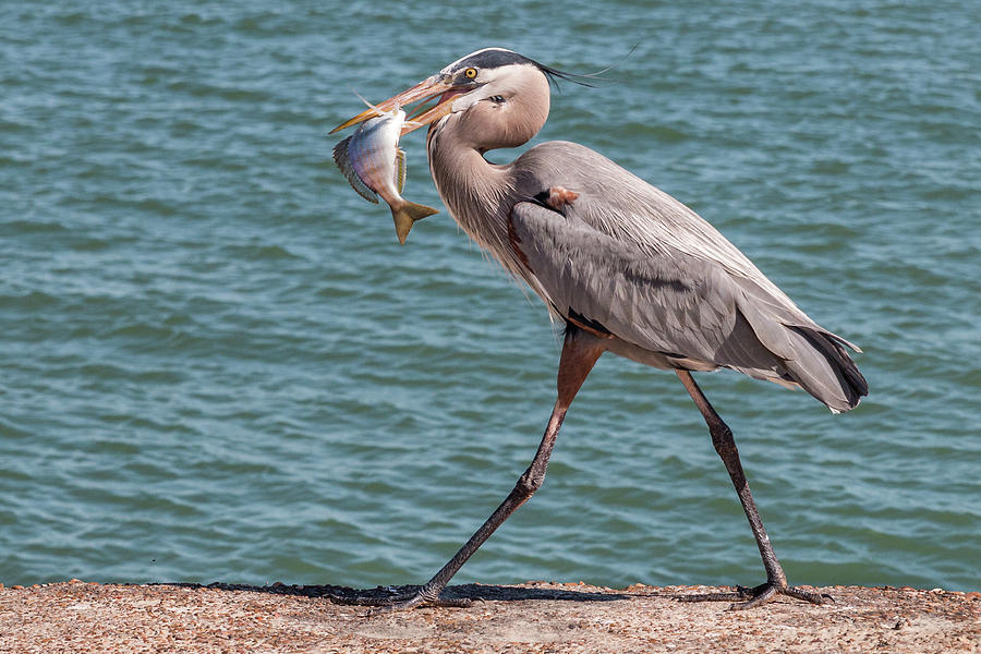 Great Blue Heron Walking with Fish #1 Photograph by Patti Deters
