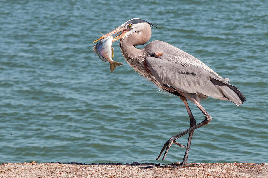 Great Blue Heron Walking with Fish #3 Photograph by Patti Deters