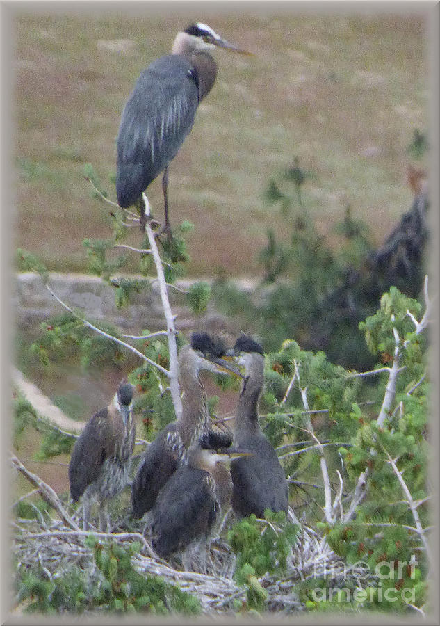 Great Blue Heron Photograph - Great Blue Heron Watching over Nest by Charles Robinson