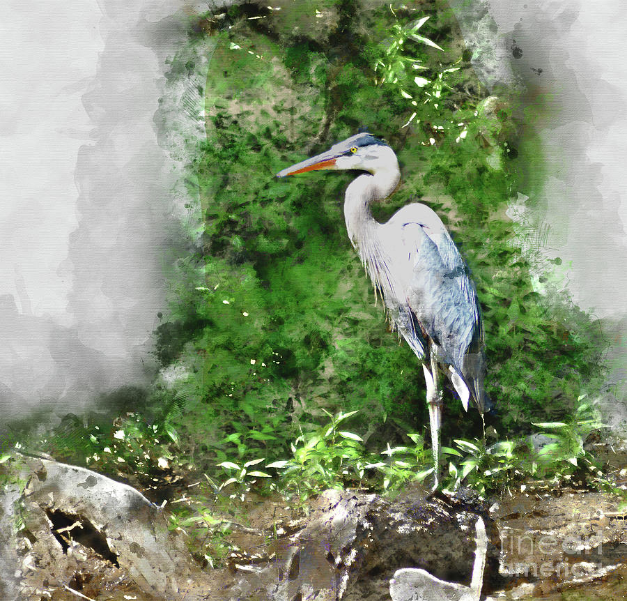 Great Blue Heron Watercolor Digital Art by Kathy Kelly