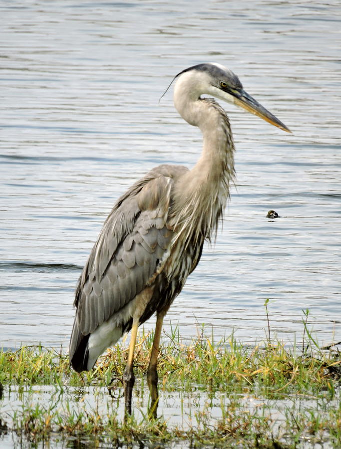Great Blue Heron Photograph by William Albanese Sr