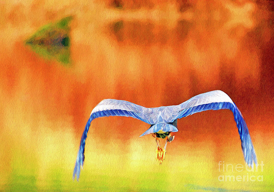 Great Blue Heron Winging It Photo Art Digital Art by Sharon Talson
