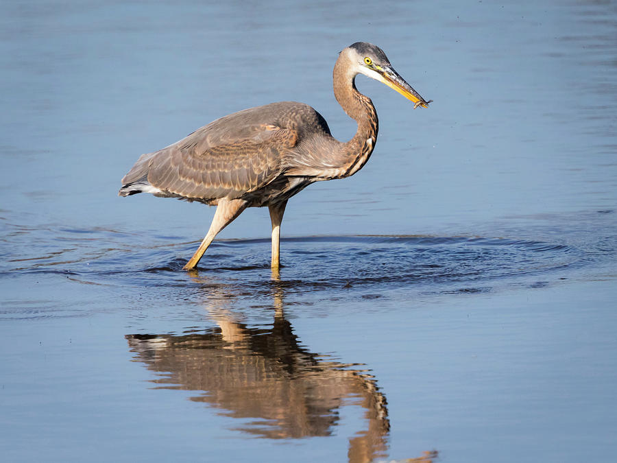 Great Blue Heron with a Small Meal by Ricky L Jones Great Blue Heron with a Small Meal by Ricky L Jones