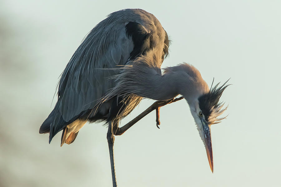 Wildlife Photograph - Great Blue Heron With an Itch by Marc Crumpler