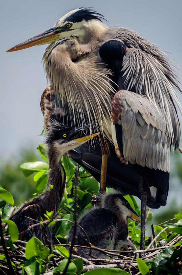Great Blue Heron with Babies Photograph by Wolfgang Stocker