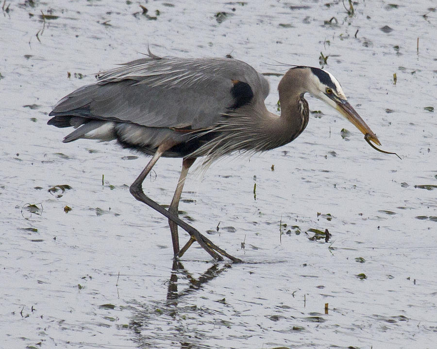 Great Blue Heron with Catch Photograph by Michael Riley - Fine Art America