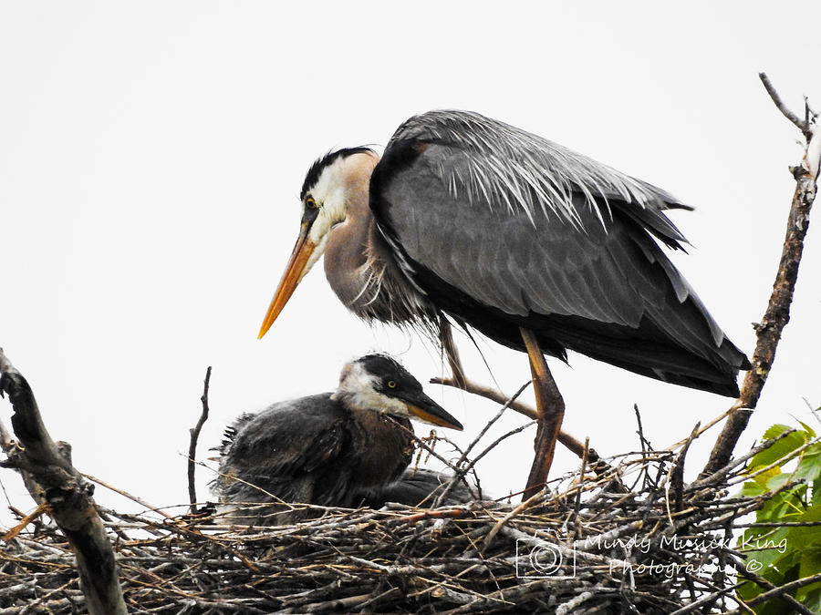 Great Blue Heron With Chick Photograph by Mindy Musick King