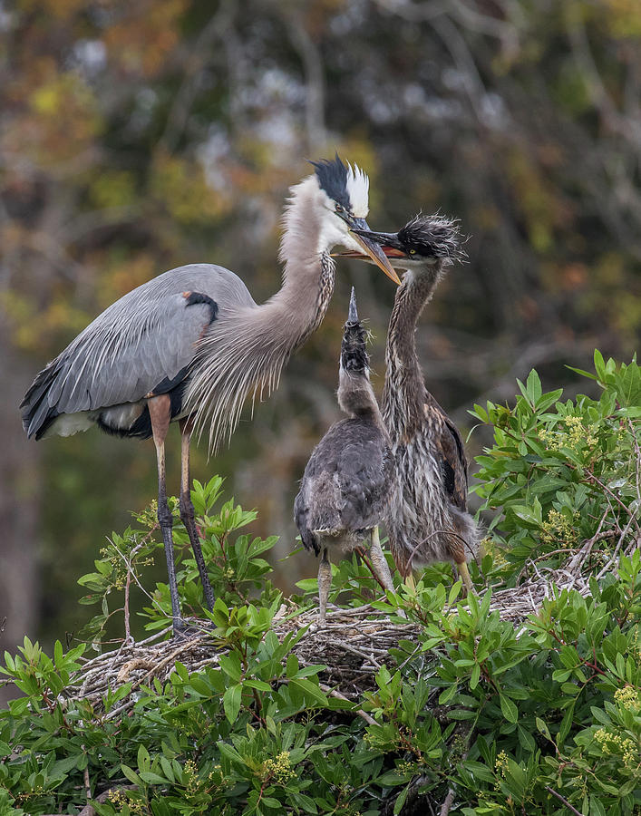 Great Blue Heron with Chicks Photograph by Paula Fink | Fine Art America