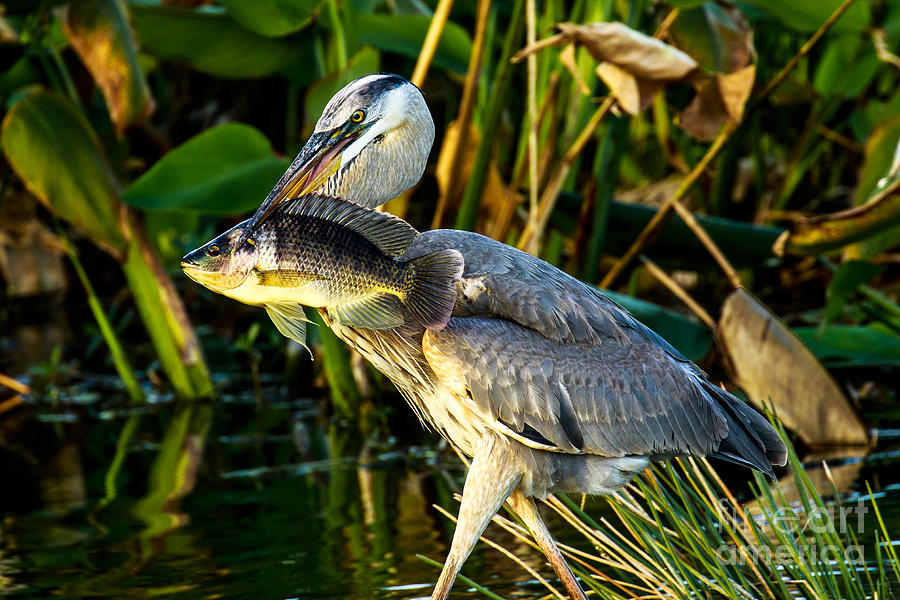 Great Blue Heron with Fish Photograph by Ben Graham