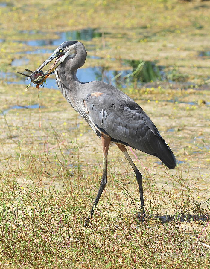 Great Blue Heron With Fish Photograph by Ken Keener - Fine Art America