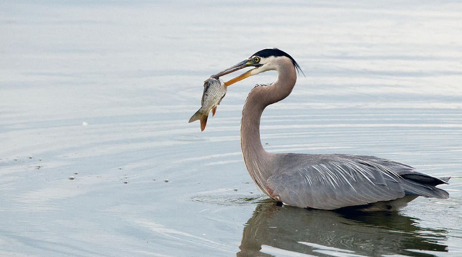 Great Blue Heron with Fish Photograph by Tam Ryan