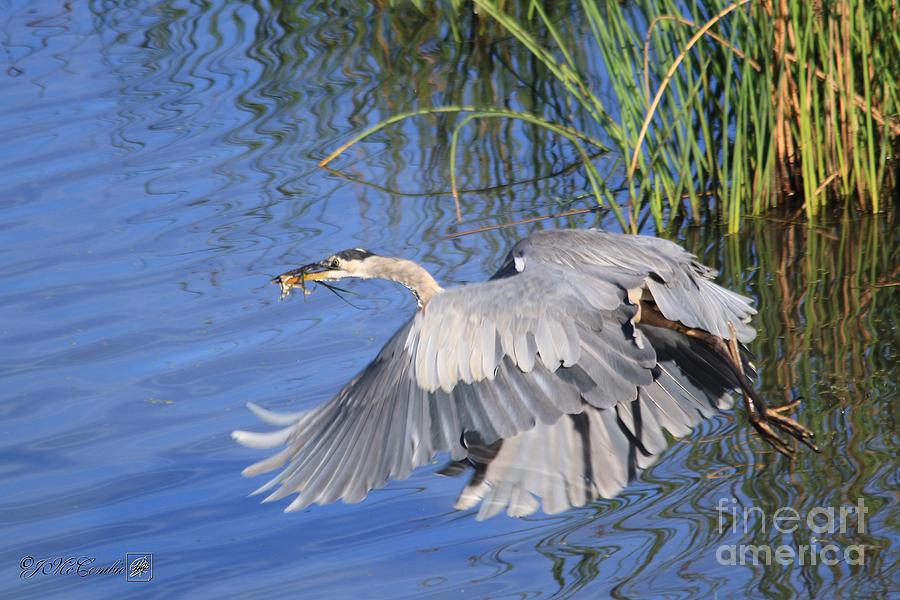 Great Blue Heron with Frog in Flight Photograph by J McCombie