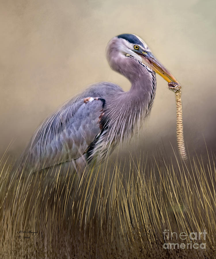 Great Blue Heron With Lunch Photograph by DB Hayes