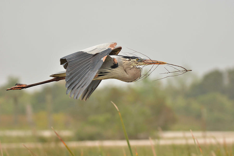 Great Blue Heron with Nesting Material Photograph by Alan Lenk