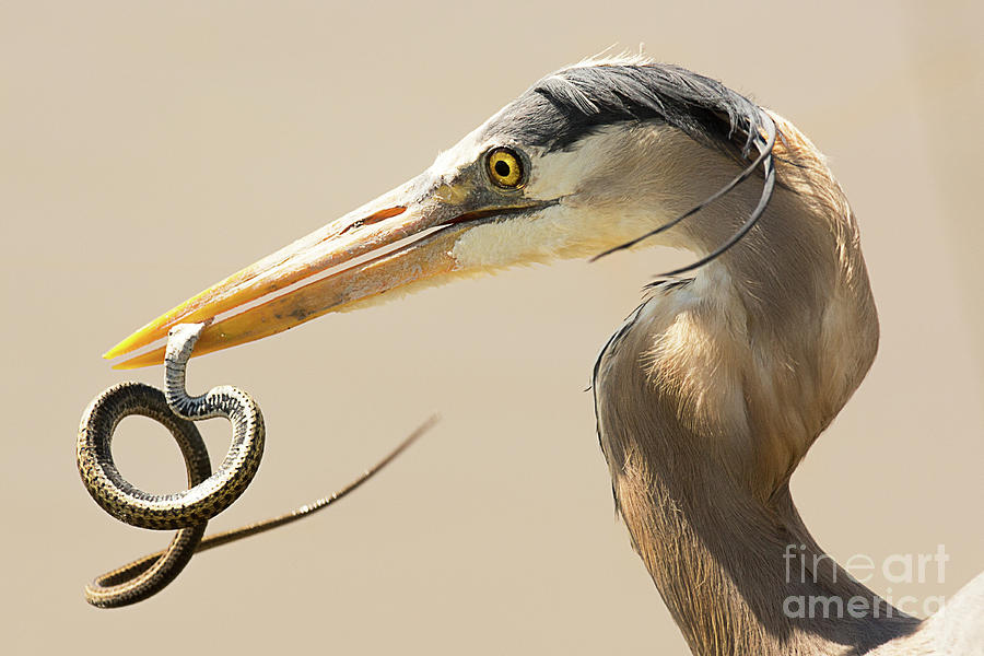Great Blue Heron with Snake Photograph by Dennis Hammer