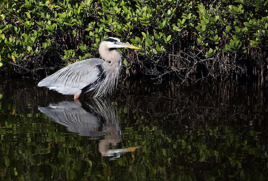 Great Blue Heron with Reflection Photograph by Jean Clark