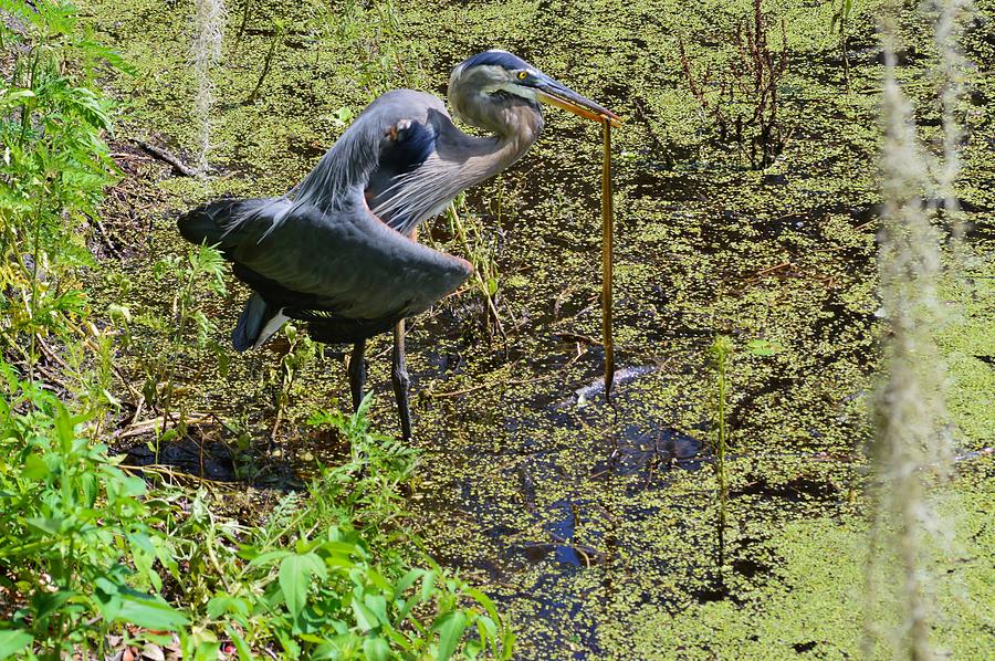 Great Blue Heron with Snake Lunch Photograph by Warren Thompson