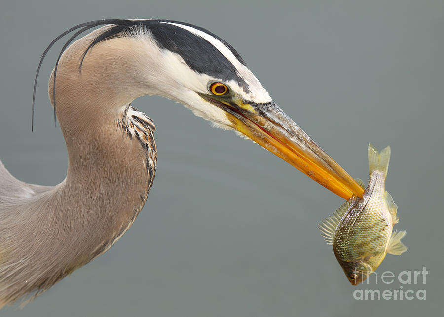 Great Blue Heron With Speared Fish Photograph by Max Allen