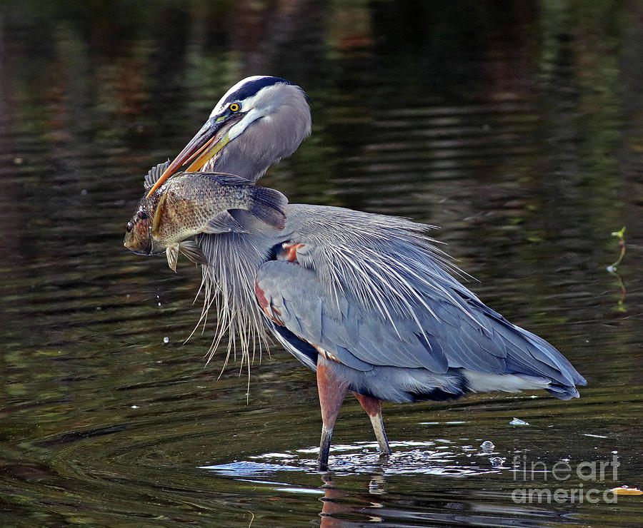 Great Blue Heron with Tilapia Photograph by Larry Nieland