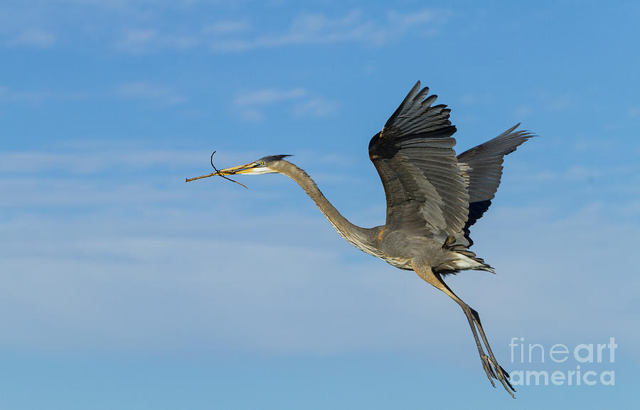 Great Blue Heron With Twig Photograph by Juan Carlos Muoz