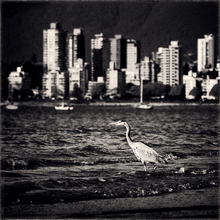 Great Blue Heron with Vancouver Skyline Photograph by Peter V Quenter
